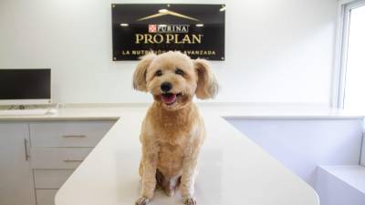 Cookie es un carismático French Poodle de 11 años de edad que está interno en el hospital veterinario San Francisco de Asis por problemas cardiacos. A pesar de su padecimiento Cookie es un perro enérgico y felíz.