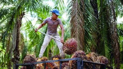 Ambientalistas dicen que hay preocupación porque no hay un control sobre la trazabilidad de la producción.
