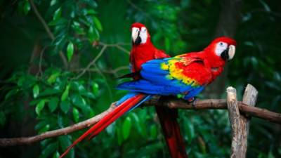 El proyecto, que ya suma 68 aves liberadas, se ejecuta en el Valle Sagrado de la Guacamaya Roja, que comprende los municipios de Copán Ruinas, Santa Rita, Cabañas y San Jerónimo, en una extensión de al menos 870 kilómetros cuadrados.
