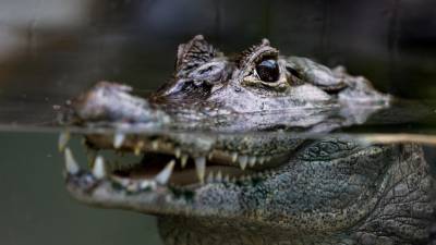 La Oficina del Sheriff del Condado de Sarasota no ha identificado todavía a la anciana.