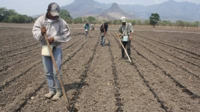 Bono es utilizado para compra de semillas.