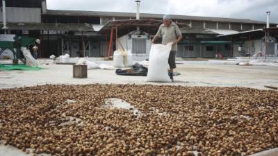 El sector cafetalero pide más apoyo para recuperar su productividad.