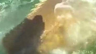 El tiburón fue devorado de un solo bocado por el pez mero gigante.