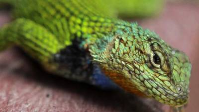 Vista de un reptil, en el marco del Día Mundial de la Tierra, este lunes, en el Parque Nacional La Tigra, en Jutiapa (Honduras). EFE