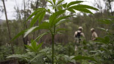 El fitofármaco se estará vendiendo aproximadamente a 75 dólares.