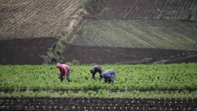 Campesinos trabajan en sus parcelas, este martes, 29 de octubre de 2019, en la zona de Tierra Blanca de Cartago al este de San José (Costa Rica). EFE/Jeffrey Arguedas