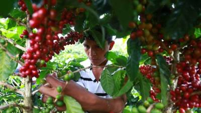 El precio del café tuvo un mal comportamiento este año en el mercado internacional, cotabilizándose a $110 por quintal.