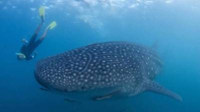 El tiburón ballena es el pez más grande del mundo.