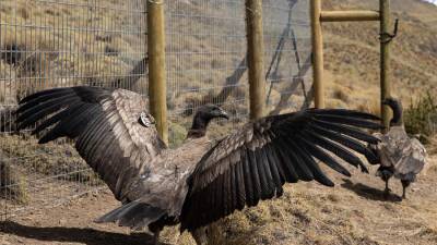 Dos cóndores rescatados en Chile, mientras son devueltos a la vida silvestre.