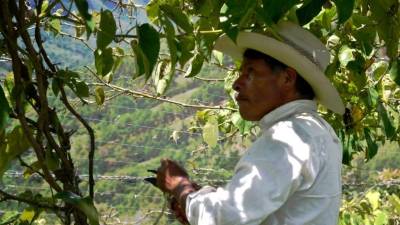 Hay unas 60 millones de familias agricultoras en AL.