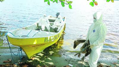 En Puerto Cortés se han encontrado 26 pelícanos muertos debido a la enfermedad.