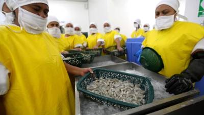 Las granjas camaroneras ya comenzaron a exportar.