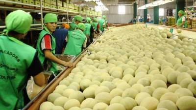 La planta productora de melones AgroLíbano en la zona sur genera cientos de empleos directos y 12,000 indirectos.