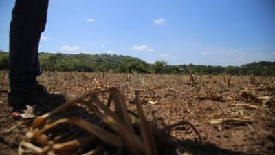 Las plantaciones de maíz en el departamento de El Paraíso se perdieron en más del 60%.