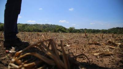 Las plantaciones de maíz en el departamento de El Paraíso se perdieron en más del 60%.