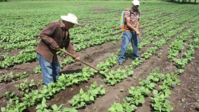 La agricultura es la tercera actividad económica más importante de Honduras, solo por detrás del comercio y la manufactura.
