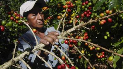 El hongo de la roya afectó a más de 200mil manzanas de café en Honduras.