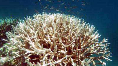 Los arrecifes pueden recuperarse si el agua vuelve a enfriarse, pero también morir si el fenómeno persiste.