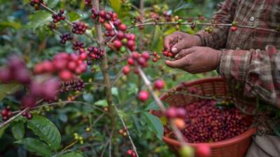 La subasta electrónica es organizada por la Denominación de Origen Cafés Marcala. Foto: AFP