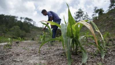 En el occidente de Honduras los agricultores están preocupados por las pérdidas de sus cultivos.