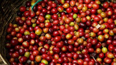 Productores de café resienten falta de apoyo del Estado.