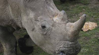 Varios individuos mataron la noche del 6 al 7 de marzo a un rinoceronte del zoo de Thoiry. EFE
