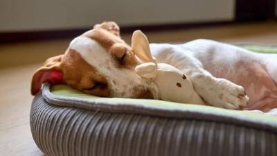 Proporcionar un lugar adecuado para que tu perro duerma es esencial para su bienestar.