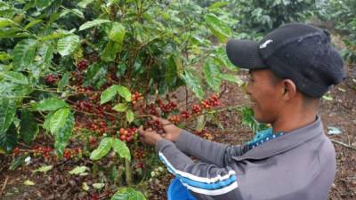 Un cafetalero recoge los frutos del aromático. Archivo