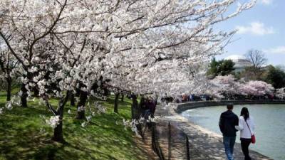 Varias personas caminan entre los cerezos florecidos, hoy, jueves 5 de abril de 2018, durante el Festival Nacional del Florecimiento de Cerezos, en la Cuenca Tidal de Washington (DC, EE.UU.). EFE