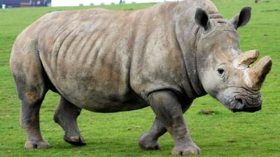 El rinoceronte blanco es una de las especies en peligro de extinción.