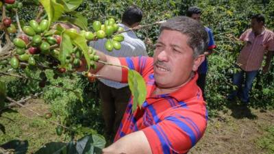 Un caficultor en El Cedral, Santa Bárbara.