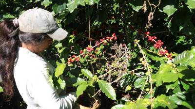 <b>Productores afirman que la falta de mano de obra es uno de los principales obstáculos.</b>