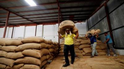 Las ventas de octubre de 2020 al 22 de diciembre de café hondureño al exterior sumaron 40,57 millones de dólares, 45 % menos, comparado con el mismo período de la temporada anterior, de 73,51 millones, indicó un portavoz de la institución. EFE/Esteban Biba/Archivo