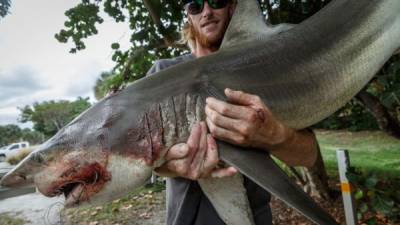 El surfista afirma que el tiburón que pescó es el mismo que lo atacó en las playas de la Florida. Foto Cortesía.