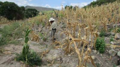 La sequía es uno de los efectos que golpea gravemente a Honduras.
