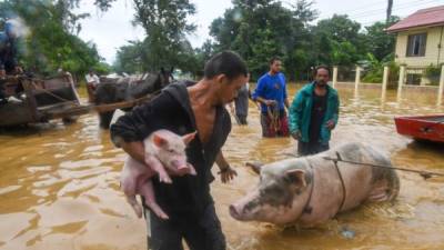 A man rescues his pigs after the overflowing of the Ulua River in the municipality of El Progreso, department of Yoro, Honduras on November 5, 2020. due to the heavy rains caused by Hurricane Eta, now degraded to a tropical storm. - Eta devastated coastal areas of northern Nicaragua before weakening to a tropical depression by Wednesday as it pushed north through Honduras, Guatemala and Costa Rica. (Photo by Orlando SIERRA / AFP)