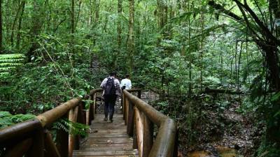 Para llegar a la cima de las montañas, los visitantes caminan a través del bosque, cruzando puentes de madera y observando la naturaleza.