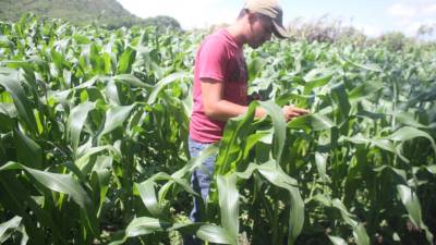 Los productores perderían L4 por cada quintal vendido.