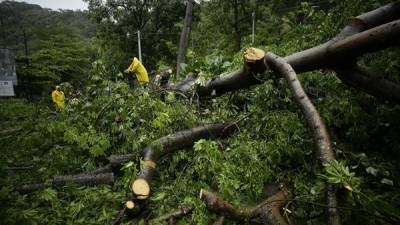 Funcionarios intentan retirar hoy un árbol derribado por el paso de la tormenta tropical Julia, en La Libertad (El Salvador).