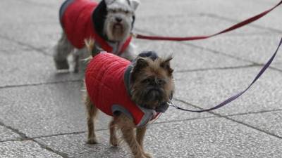 El sondeo fue aplicado entre el 19 de febrero y el 9 de marzo de 2018, mediante un cuestionario en formato digital, a 10.051 dueños de perros de Latinoamérica, con muestras representativas para los casos de México, Colombia, Argentina, Venezuela, Ecuador y Chile. EFE/Mario Guzmán