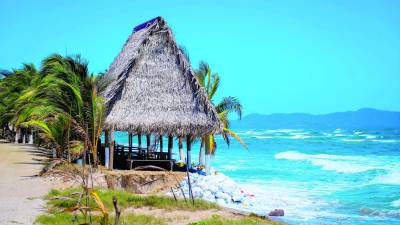 <b>Aunque el oleaje ha disminuido, cada día impacta más metros de playa; decenas de cocoteros han cedido a la fuerza del oleaje. Fotos: Melvin cubas y cortesía Serna.</b>