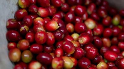 El crecimiento de las exportaciones de café de Honduras obedece en parte a la disponibilidad de grano de la cosecha 2020-2021.