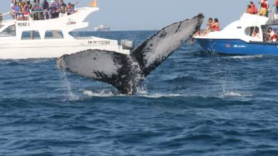 Se estima que unas 2.000 ballenas jorobadas se instalarán o trasladarán por la costa ecuatoriana.