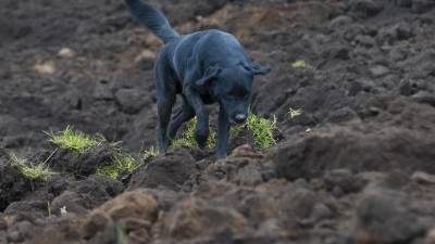 Jacob, el perro que busca a su familia tras alud