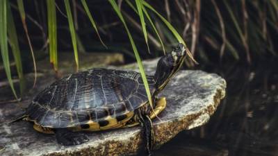 Las autoridades de Madagascar no recomiendan comer 24 especies de pescado durante la temporada de calor debido a que estos, al igual que las tortugas, se alimentan de algas tóxicas.