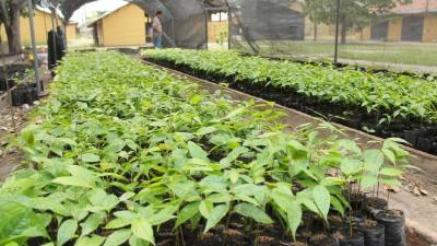 Miles de plantas están preparadas. Foto: Jorge Monzón
