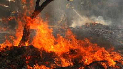 Las altas temperaturas, el ambiente seco y los vientos han propiciado que las llamas se extiendan rápidamente por la costa este del país. Foto: AFP