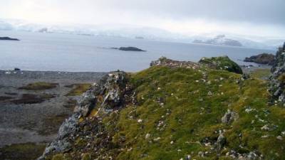 El musgo ha avanzado durante los últimos 50 años.