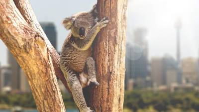 El koala es un marsupial que solo existe en Asutralia. Duerme unas 22 horas al día.