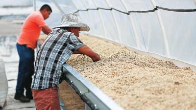 <b><span class=mln_uppercase_mln>Sector.</span></b> Los exportadores siguen siendo optimistas acerca de la mejoría del precio del café.